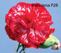 Karafiát Mahulena P28